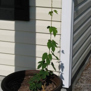 FrontporchNugget7weeks