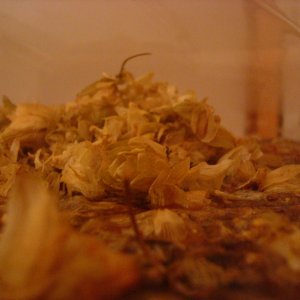 Hopswamp