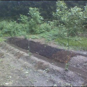 mulch