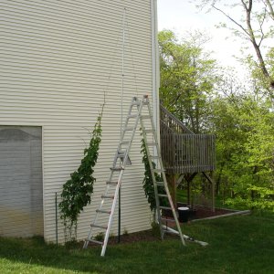 2008_hops_III_001