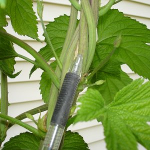 2008_hops_III_003