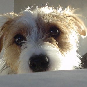 jack-russell