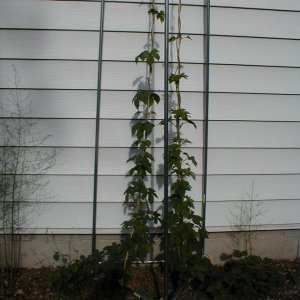 Hop_trellis1