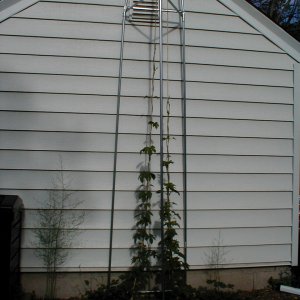 Hop_trellis2
