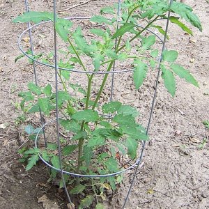 Mr_Tomato_Plant
