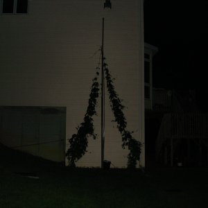 Hop_pole-Ext_001