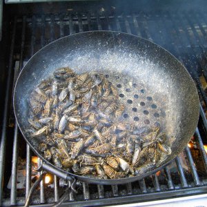 grillingcicadas