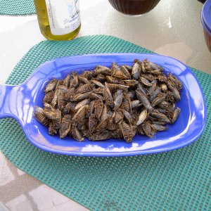 grilledcicadasreadytoeat