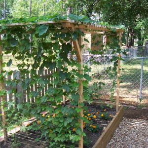 4Cascade1raisedbed