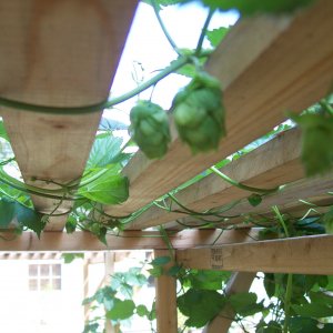 Cascadehops