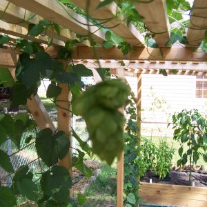 Cascadehops