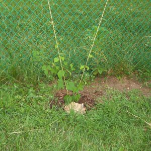 15minutehoptrellis9