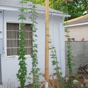 DSCN3392