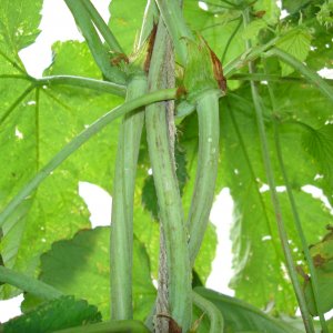 2008_Late_June_004
