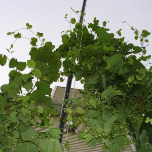 2008_Late_June_006