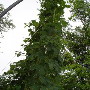 2008_Late_June_008