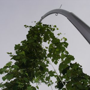 2008_Late_June_009