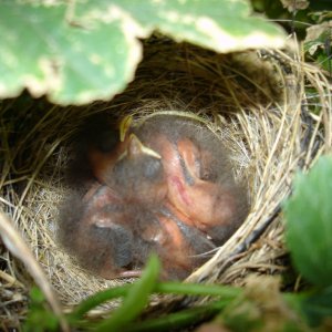 2008_Hop_Birds_002