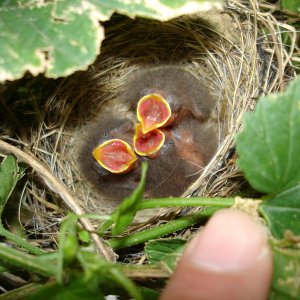 2008_Hop_Birds_004
