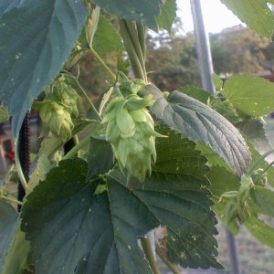 cascade1styear70908