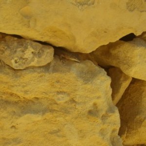 Malta_Lizard