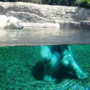 San_Diago_Zoo