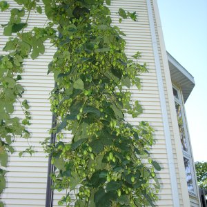 2008_Hop_Birds_008