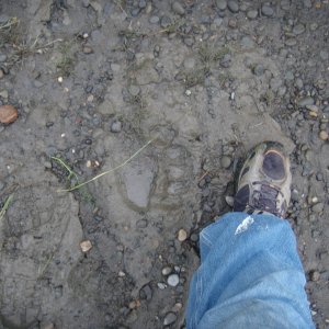 BrownbearPrint
