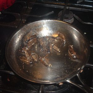 PeriodicalCicada