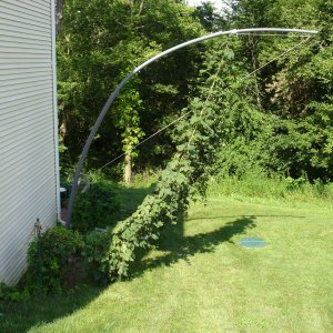2008_Hop_Birds_011