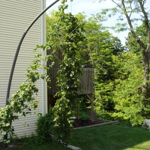 2008_Hop_Birds_012