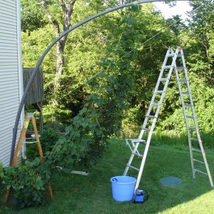 2008_Hop_Birds_015
