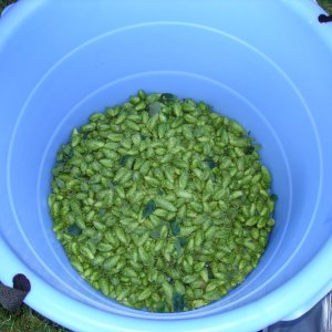 2008_Hop_Birds_016