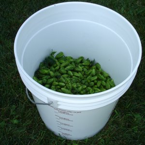 2008_Hop_Birds_018