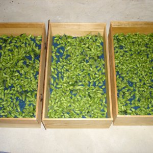 2008_Hop_Birds_020