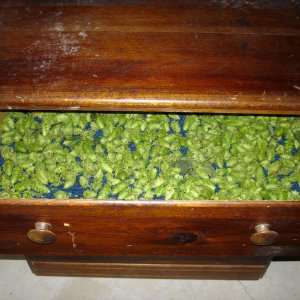 2008_Hop_Birds_022