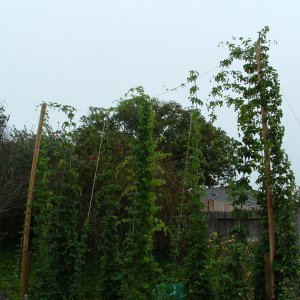 HopsJuly29
