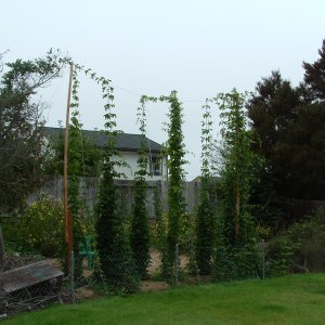 HopsJuly29left