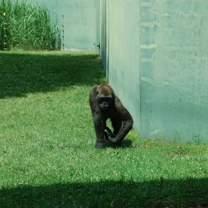 Chimp