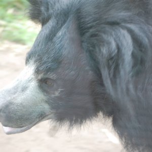 SlothBear1