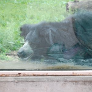 SlothBear2