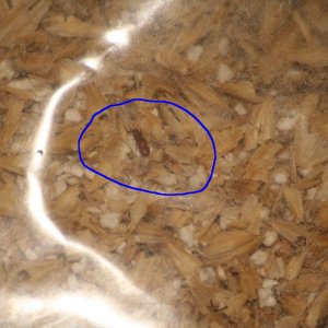 insectsswarmingaroundinthe2-rowIjustbought