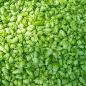 hopshopshops