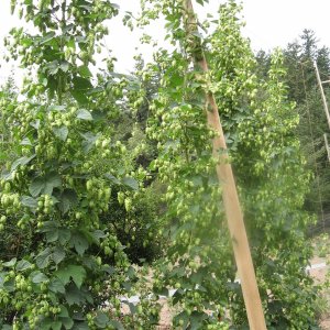 Cascadevines