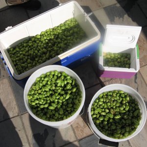 Harvest