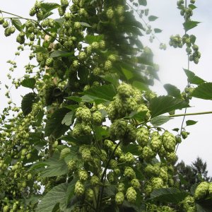Cascade