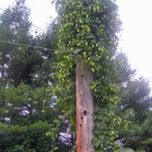 MysteryHops1