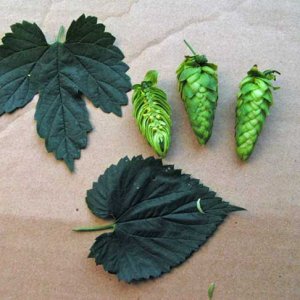 MysteryHops2