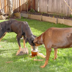 Everyoneneedsgoodbeer