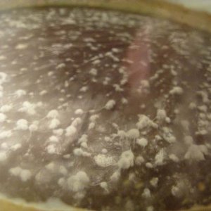 infectionpic1